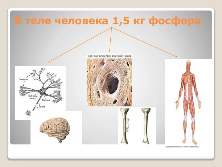 В теле человека 1,5 кг фосфора