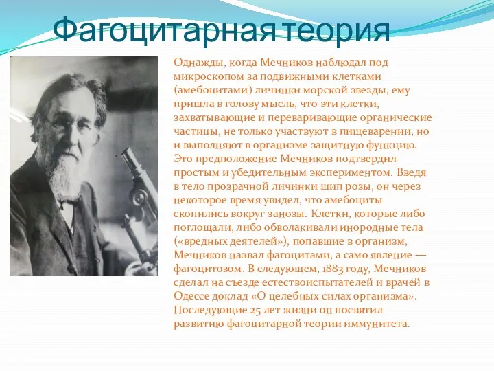 Фагоцитарная теория Однажды, когда Мечников наблюдал под микроскопом за подвижными клетками