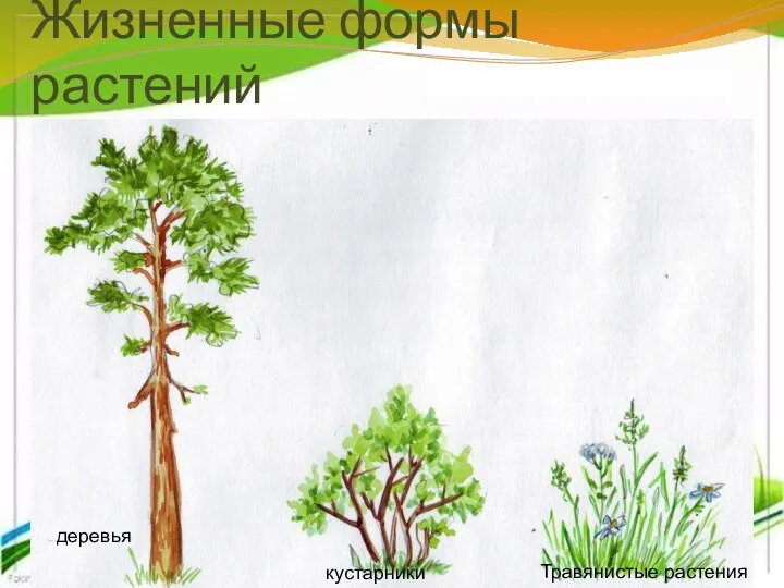 Жизненные формы растений деревья кустарники Травянистые растения