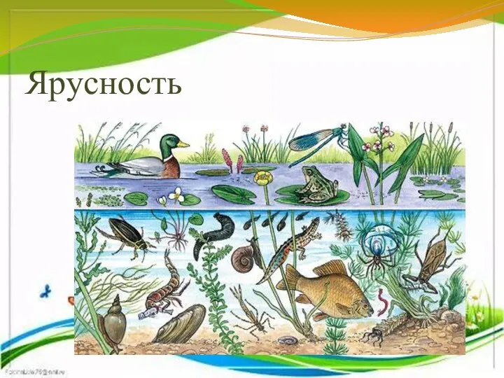 Ярусность