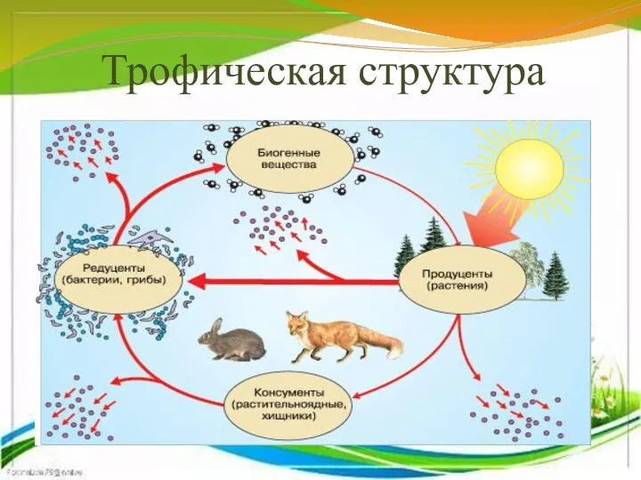 Трофическая структура