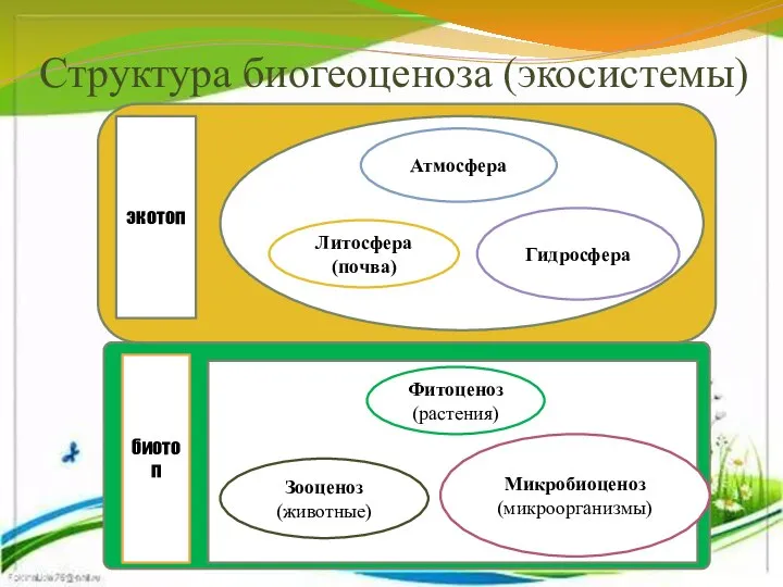 Структура биогеоценоза (экосистемы) экотоп Атмосфера Литосфера (почва) Гидросфера биотоп Фитоценоз (растения) Зооценоз (животные) Микробиоценоз (микроорганизмы)