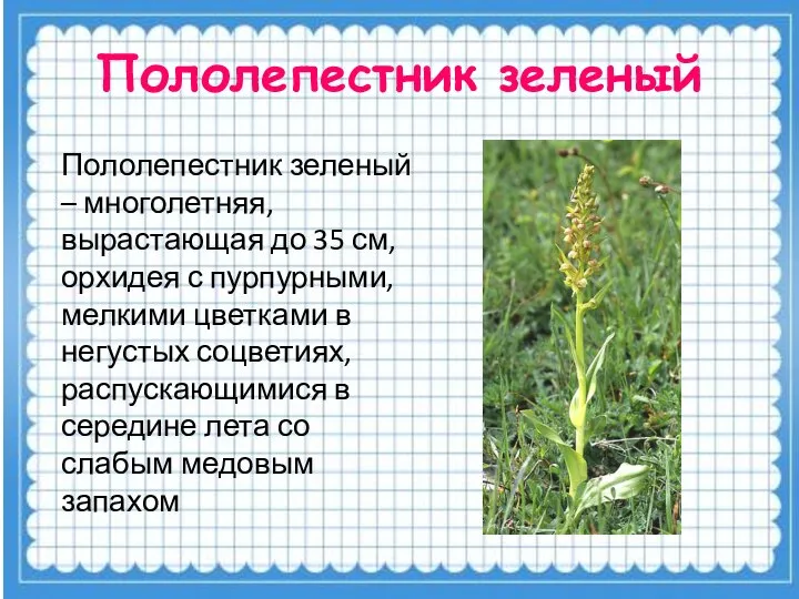 Пололепестник зеленый Пололепестник зеленый – многолетняя, вырастающая до 35 см, орхидея