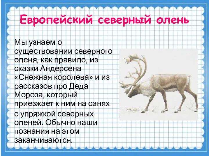 Европейский северный олень Мы узнаем о существовании северного оленя, как правило,