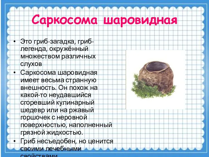 Саркосома шаровидная Это гриб-загадка, гриб-легенда, окружённый множеством различных слухов Саркосома шаровидная