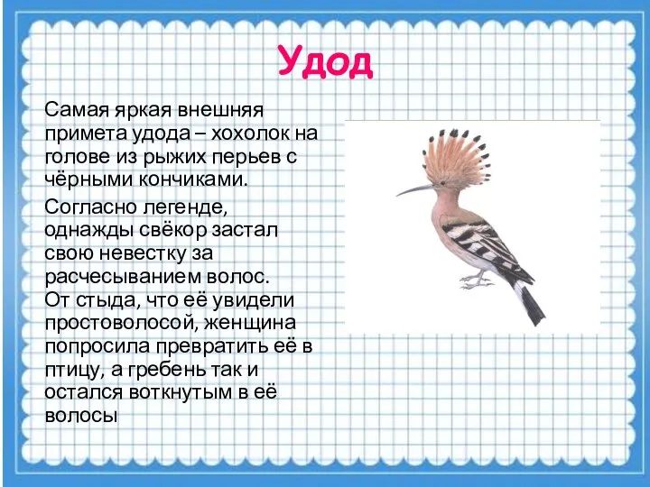 Удод Самая яркая внешняя примета удода – хохолок на голове из