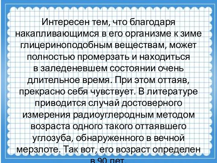 Интересен тем, что благодаря накапливающимся в его организме к зиме глицериноподобным