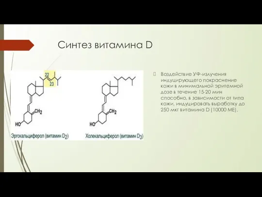 Синтез витамина D Воздействие УФ-излучения индуцирующего покраснение кожи в минимальной эритемной