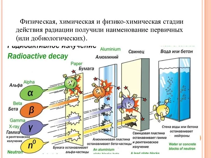 Физическая, химическая и физико-химическая стадии действия радиации получили наименование первичных (или добиологических).