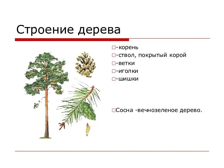 Строение дерева -корень -ствол, покрытый корой -ветки -иголки -шишки Сосна -вечнозеленое дерево.