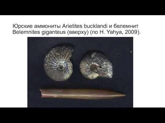 Юрские аммониты Arietites bucklandi и белемнит Belemnites giganteus (вверху) (по H. Yahya, 2009).