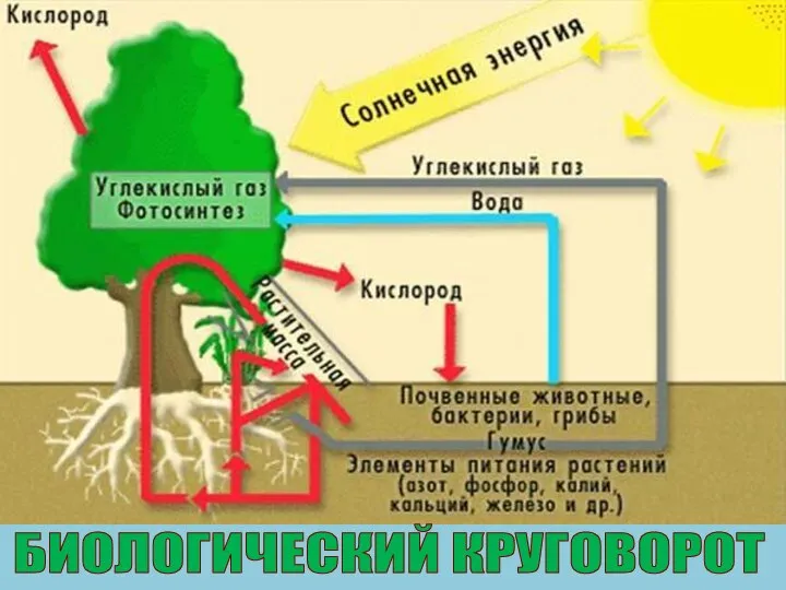 БИОЛОГИЧЕСКИЙ КРУГОВОРОТ