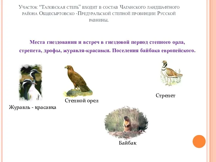 Участок “Таловская степь” входит в состав Чаганского ландшафтного района Общесыртовско -Предуральской