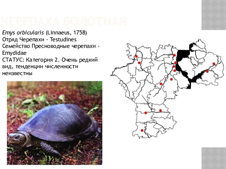 ЧЕРЕПАХА БОЛОТНАЯ Emys orbicularis (Linnaeus, 1758) Отряд Черепахи - Testudines Семейство