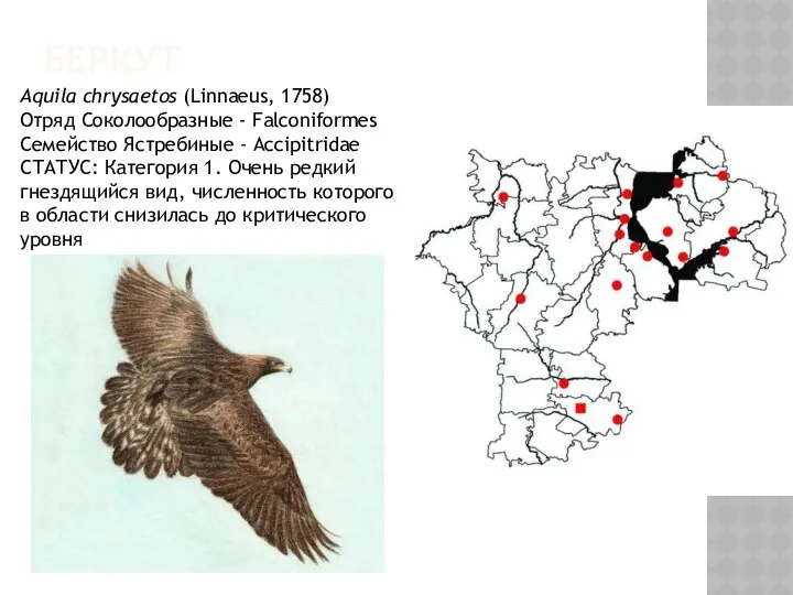 БЕРКУТ Aquila chrysaetos (Linnaeus, 1758) Отряд Соколообразные - Falconiformes Семейство Ястребиные