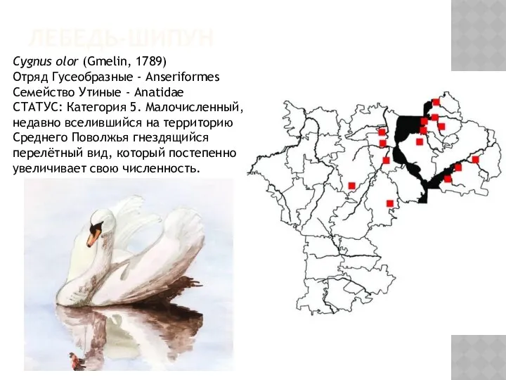 ЛЕБЕДЬ-ШИПУН Cygnus olor (Gmelin, 1789) Отряд Гусеобразные - Anseriformes Семейство Утиные