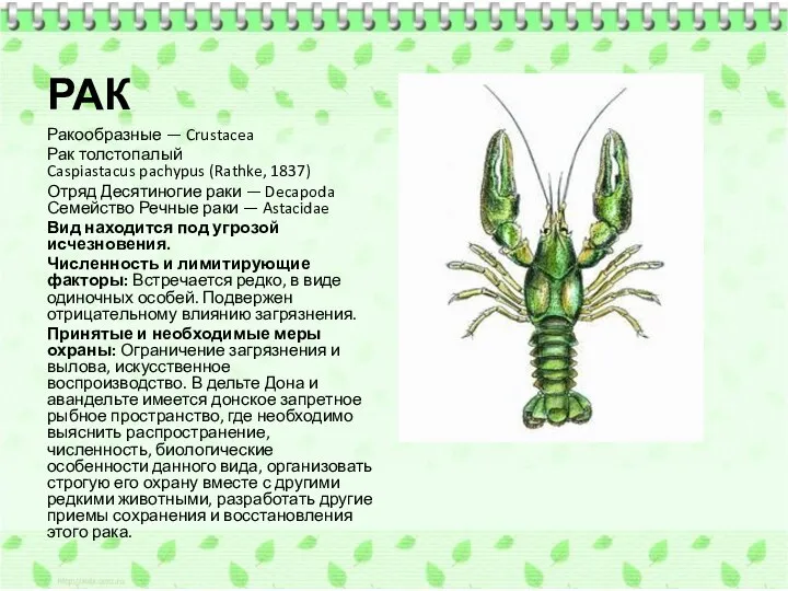 РАК Ракообразные — Crustacea Рак толстопалый Caspiastacus pachypus (Rathke, 1837) Отряд