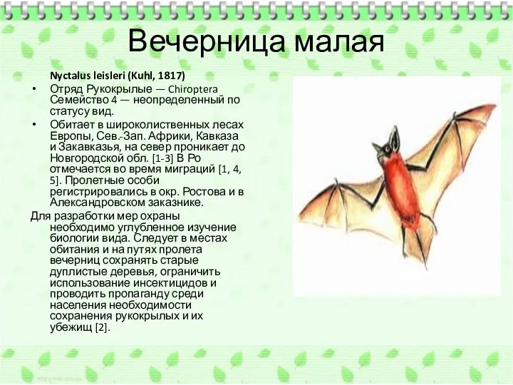 Вечерница малая Nyctalus leisleri (Kuhl, 1817) Отряд Рукокрылые — Chiroptera Семейство