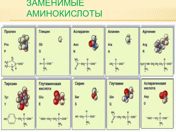 ЗАМЕНИМЫЕ АМИНОКИСЛОТЫ