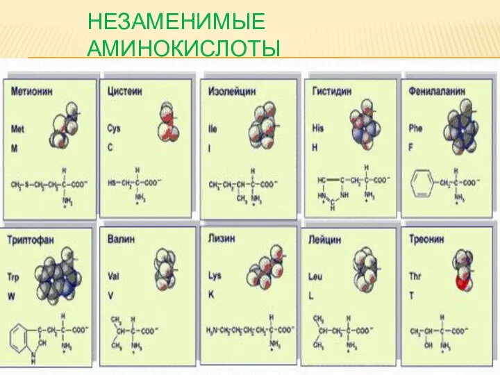 НЕЗАМЕНИМЫЕ АМИНОКИСЛОТЫ