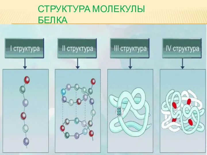 СТРУКТУРА МОЛЕКУЛЫ БЕЛКА