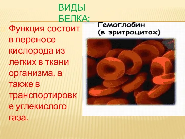 ВИДЫ БЕЛКА: Функция состоит в переносе кислорода из легких в ткани