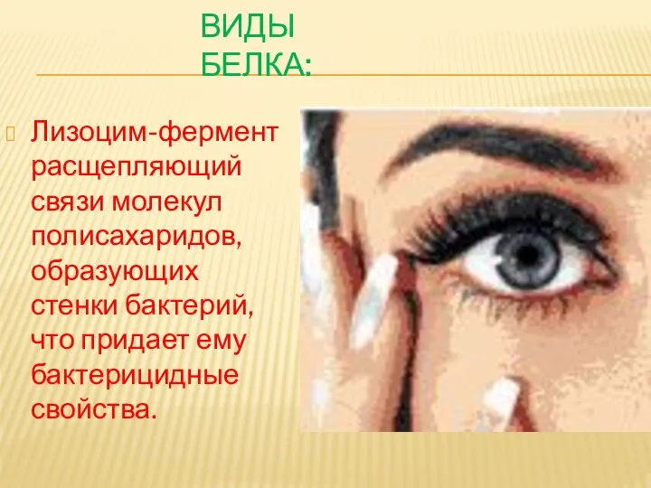 ВИДЫ БЕЛКА: Лизоцим-фермент расщепляющий связи молекул полисахаридов, образующих стенки бактерий, что придает ему бактерицидные свойства.