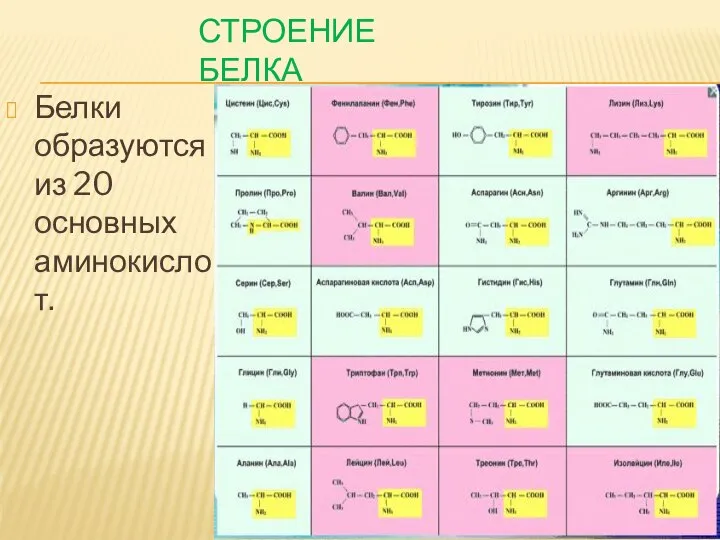 СТРОЕНИЕ БЕЛКА Белки образуются из 20 основных аминокислот.