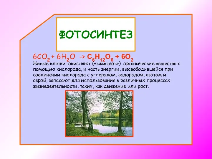 ФОТОСИНТЕЗ 6CO2 + 6H2O -> C6H12O6 + 6O2 Живые клетки окисляют