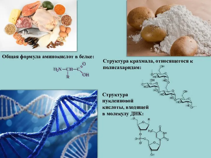 Общая формула аминокислот в белке: Структура нуклеиновой кислоты, входящей в молекулу