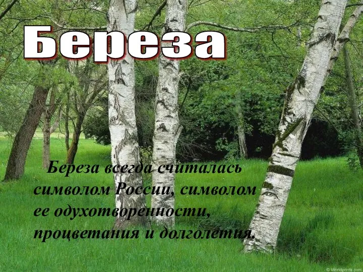 Береза Береза всегда считалась символом России, символом ее одухотворенности, процветания и долголетия.