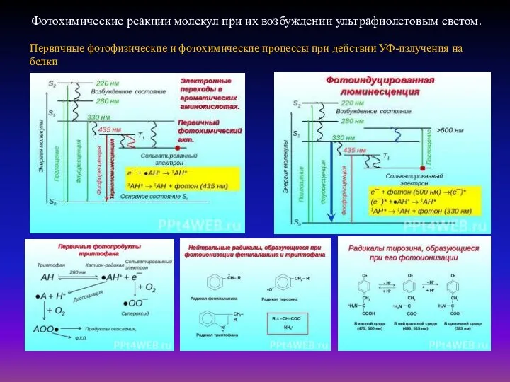 Фотохимические реакции молекул при их возбуждении ультрафиолетовым светом. Первичные фотофизические и