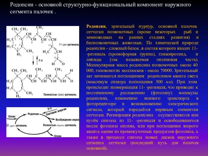 Родопсин, зрительный пурпур, основной палочек сетчатки позвоночных (кроме некоторых рыб и