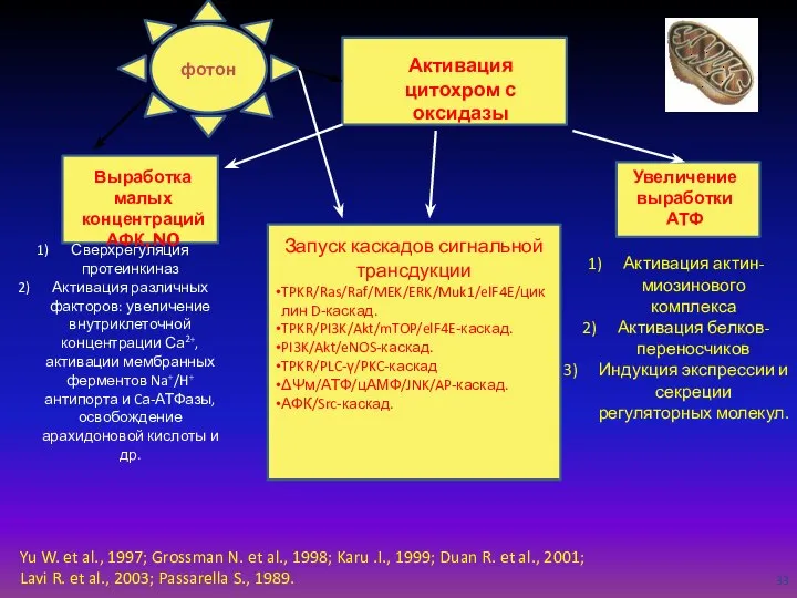 Активация актин-миозинового комплекса Активация белков-переносчиков Индукция экспрессии и секреции регуляторных молекул.