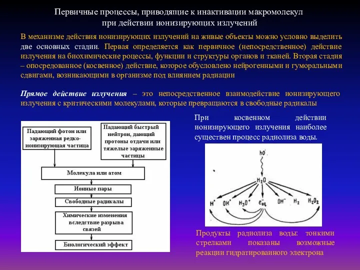 Первичные процессы, приводящие к инактивации макромолекул при действии ионизирующих излучений Прямое