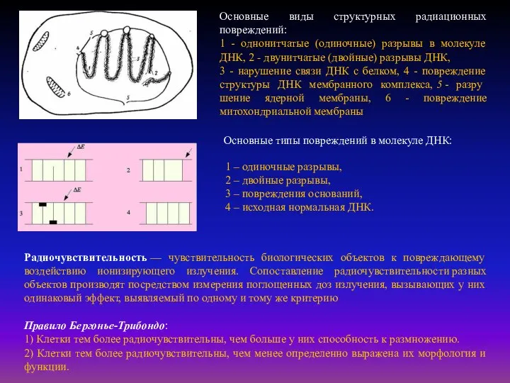 Основные виды структурных радиационных повреждений: 1 - однонитчатые (одиночные) разрывы в