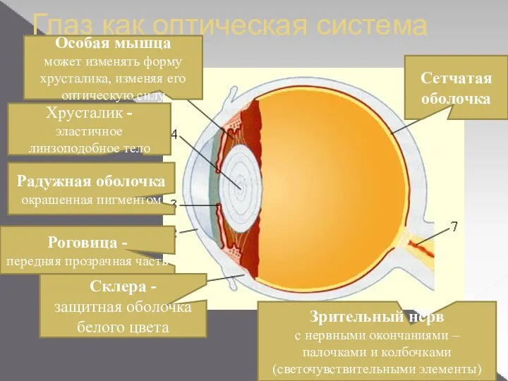 Глаз как оптическая система Склера - защитная оболочка белого цвета Роговица