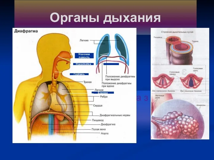 Дыхание- основа з Носовая полость Гортань Носоглотка Бронхи