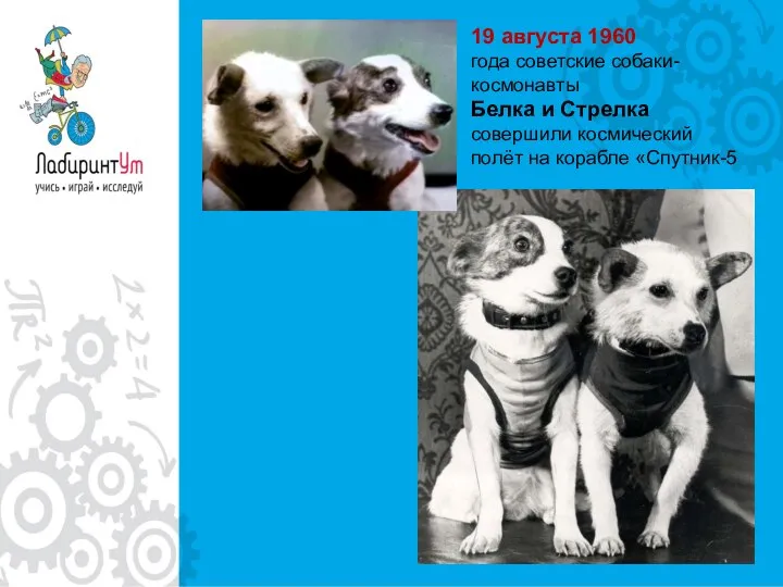 19 августа 1960 года советские собаки-космонавты Белка и Стрелка совершили космический полёт на корабле «Спутник-5