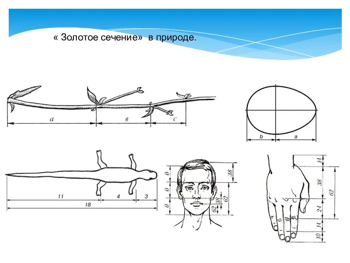 « Золотое сечение» в природе.