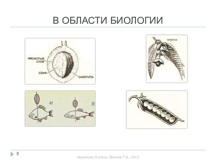 В ОБЛАСТИ БИОЛОГИИ Черчение, 9 класс. Ванина Т.А., 2013