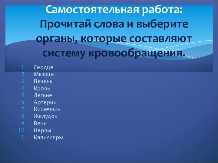 Сердце Мышцы Печень Кровь Легкие Артерии Кишечник Желудок Вены Нервы Капилляры