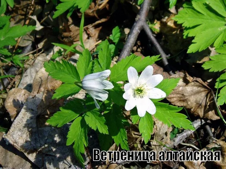 Ветреница алтайская