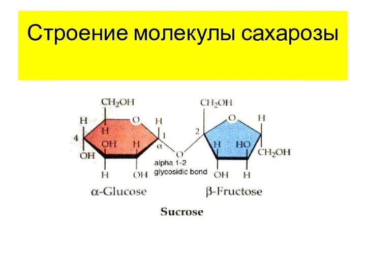 Строение молекулы сахарозы