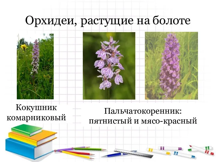 Орхидеи, растущие на болоте Кокушник комарниковый Пальчатокоренник: пятнистый и мясо-красный