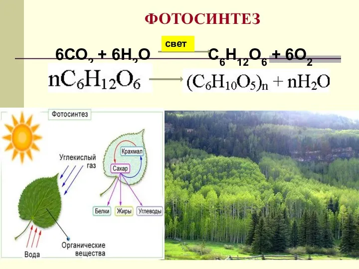 ФОТОСИНТЕЗ 6СО2 + 6Н2О С6Н12О6 + 6О2 свет