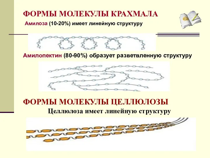 ФОРМЫ МОЛЕКУЛЫ КРАХМАЛА Амилоза (10-20%) имеет линейную структуру Амилопектин (80-90%) образует