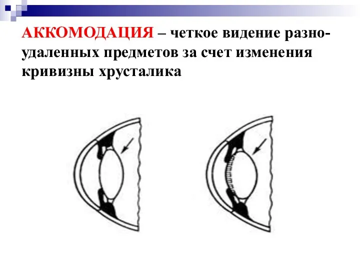 АККОМОДАЦИЯ – четкое видение разно-удаленных предметов за счет изменения кривизны хрусталика