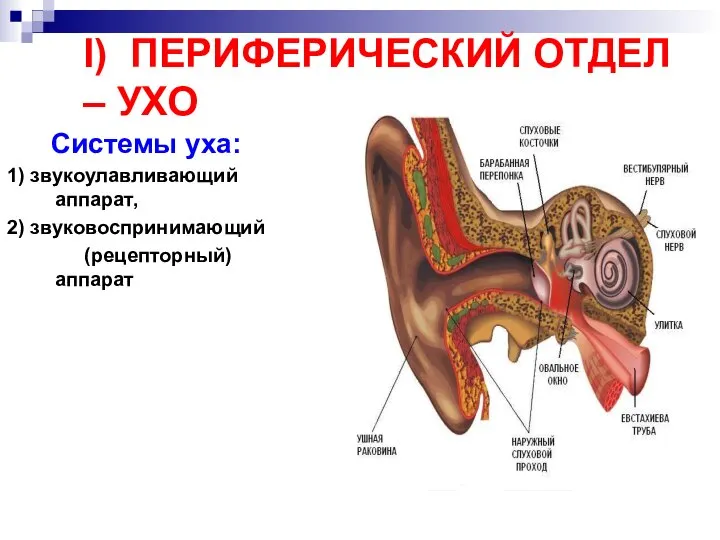 I) ПЕРИФЕРИЧЕСКИЙ ОТДЕЛ – УХО Системы уха: 1) звукоулавливающий аппарат, 2) звуковоспринимающий (рецепторный) аппарат