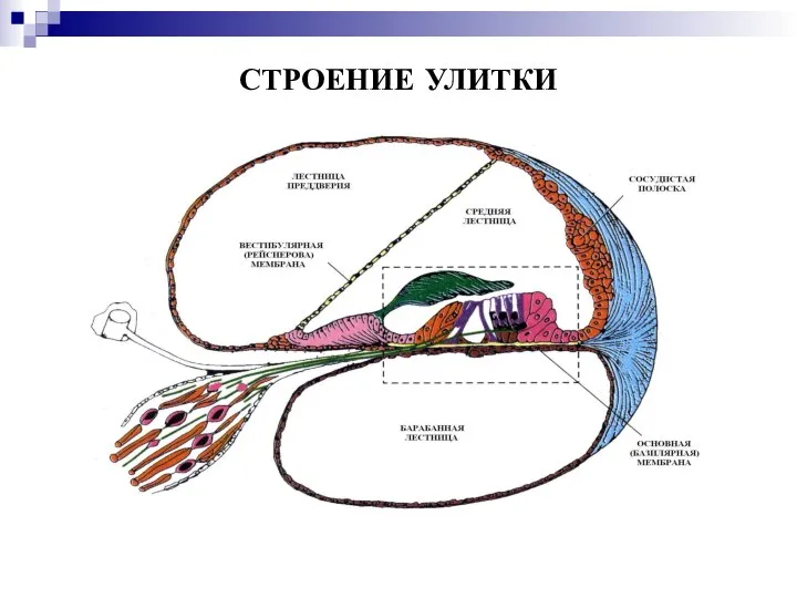 СТРОЕНИЕ УЛИТКИ